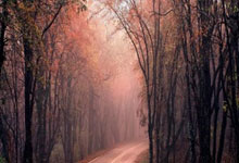 韩悦力克大堀彩 中国女单包揽世界羽联总决赛冠亚军.